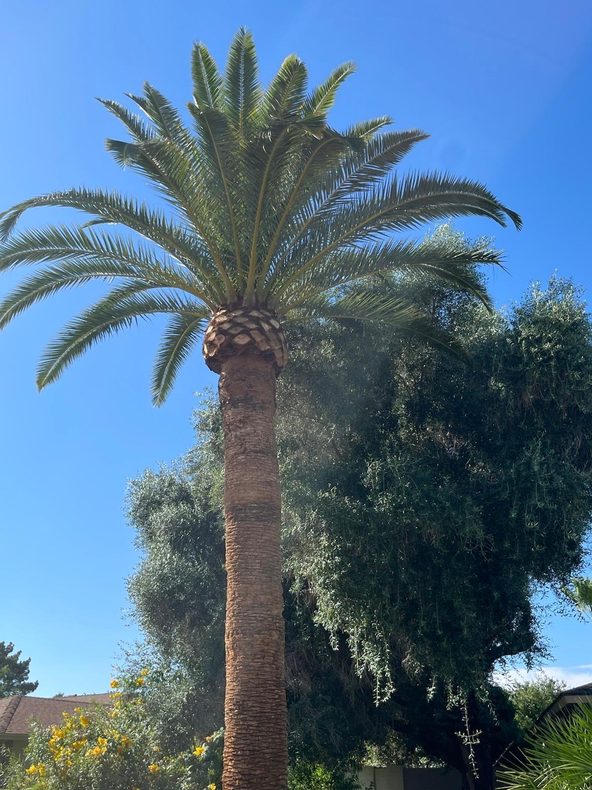 Tree Trimming & Pruning