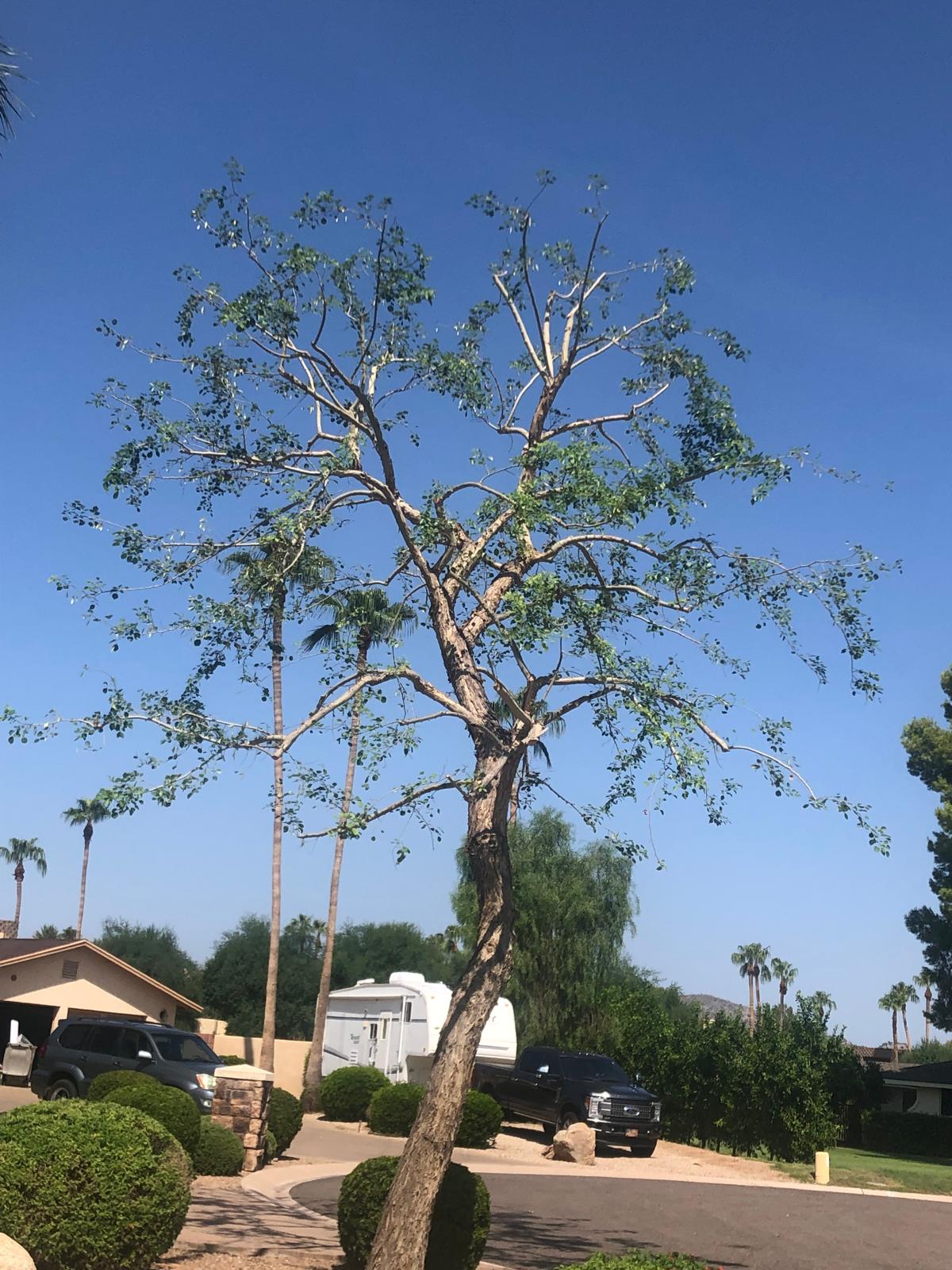 Tree needing service