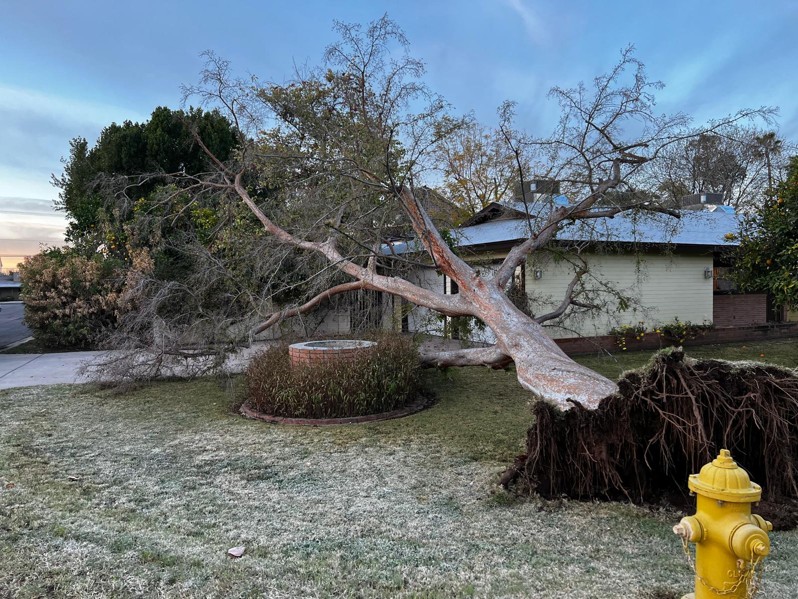 Tree Removal
