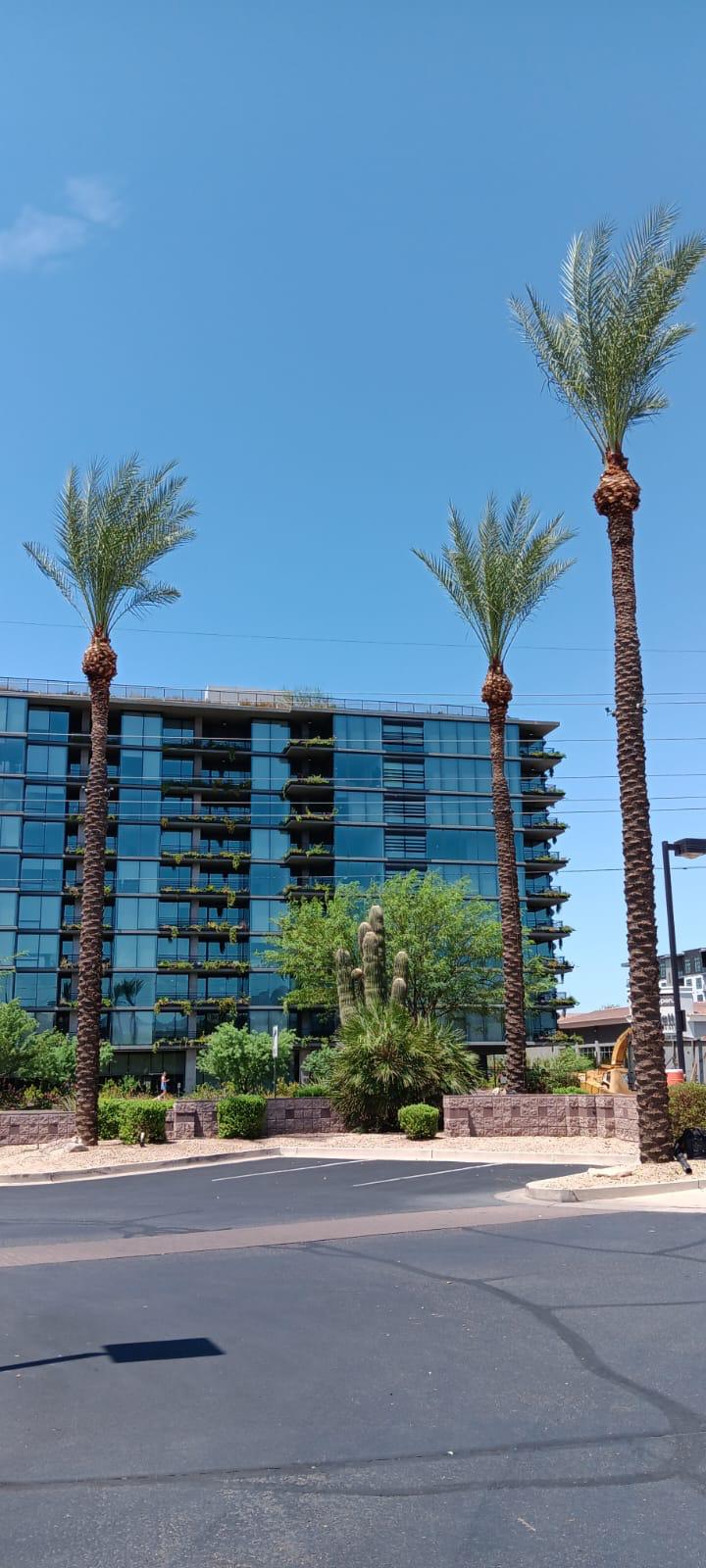 Palm Skinning & Trimming
