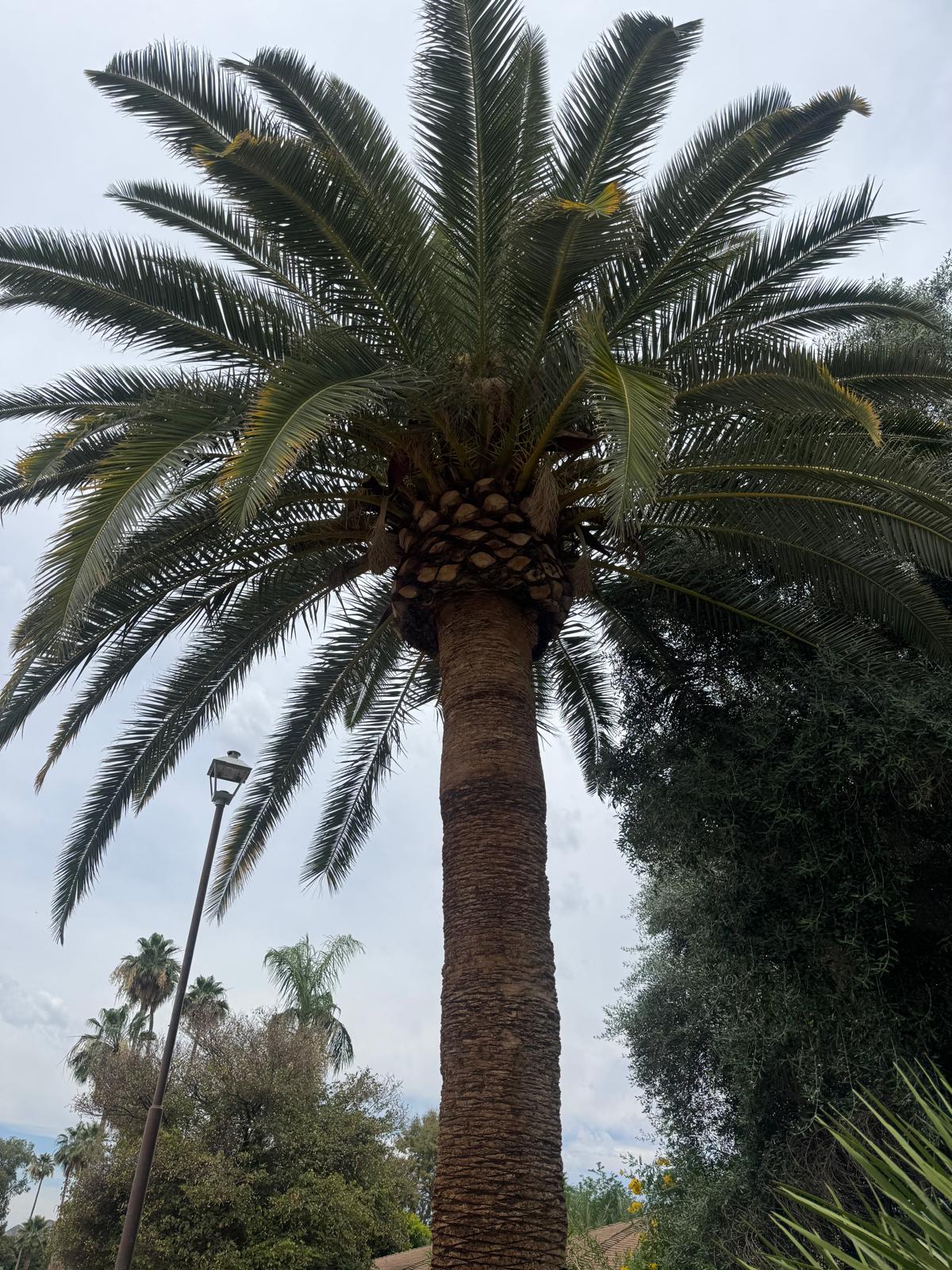 Tree Service & Trimming